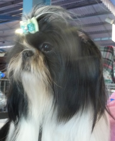 Gribouille (de la jasse provençale) (Sans Affixe)